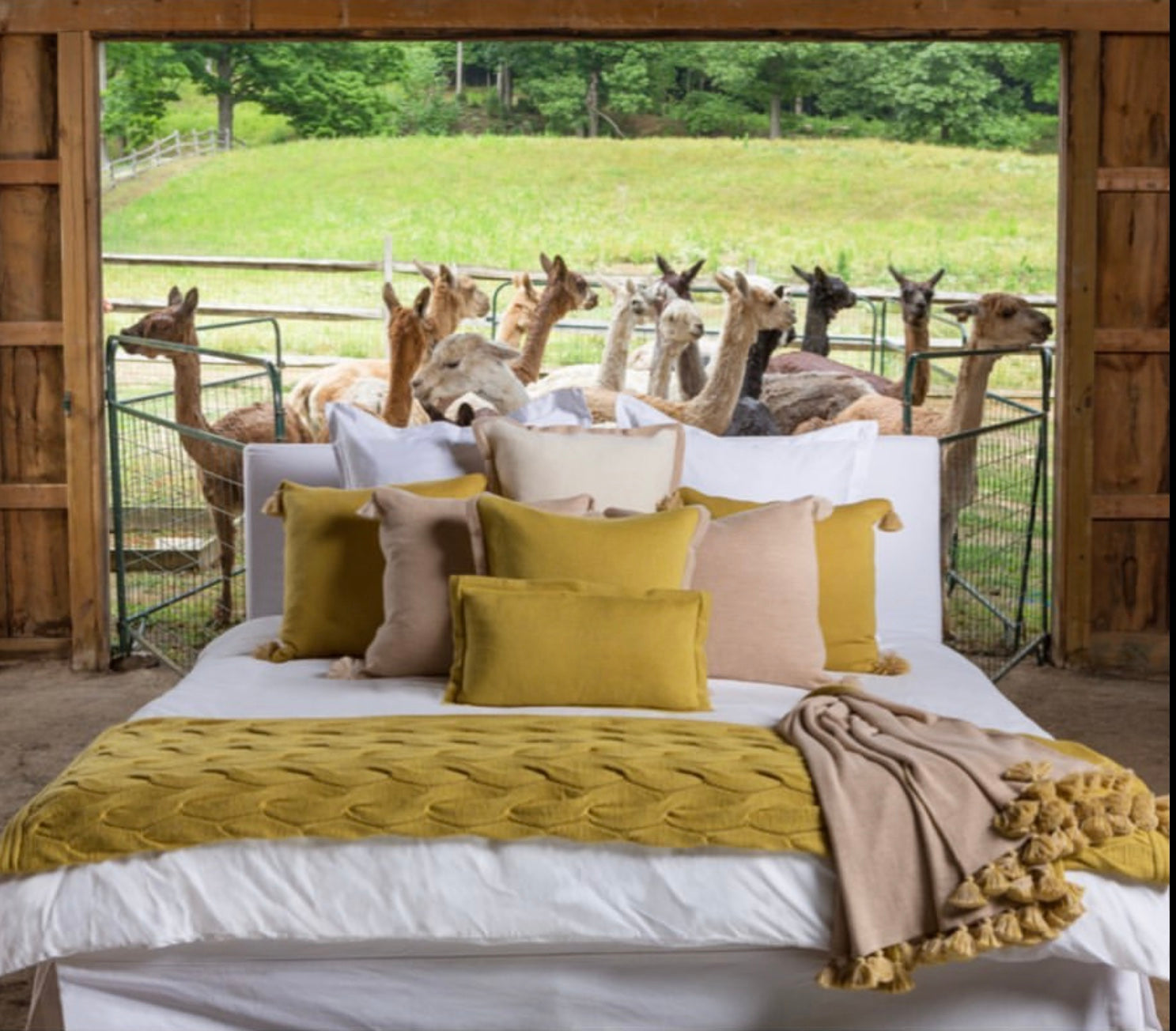 Alpaca Blankets & Throws SHED Chetwyn Farms