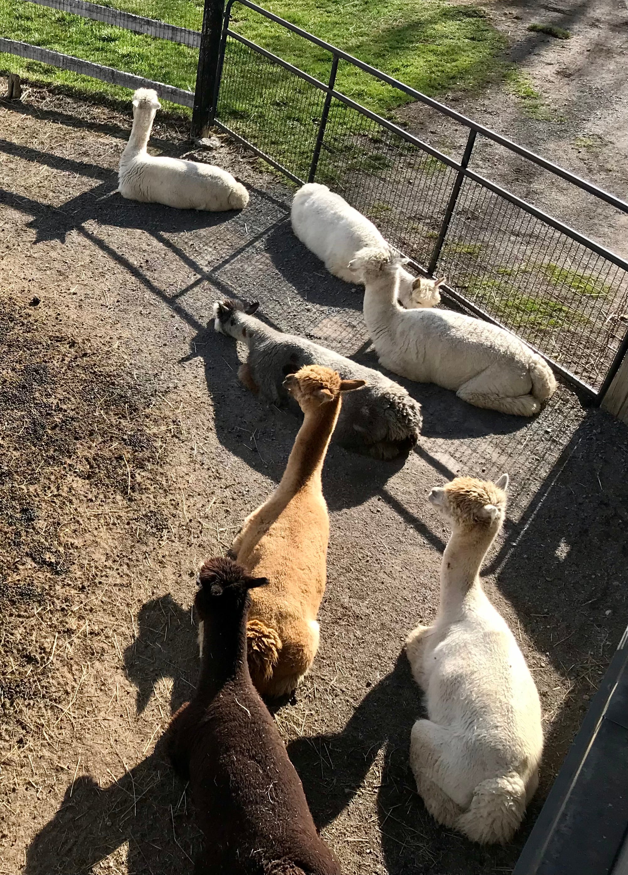 Eclipse Magick On An Alpaca Farm Shed Chetwyn Farms 4336