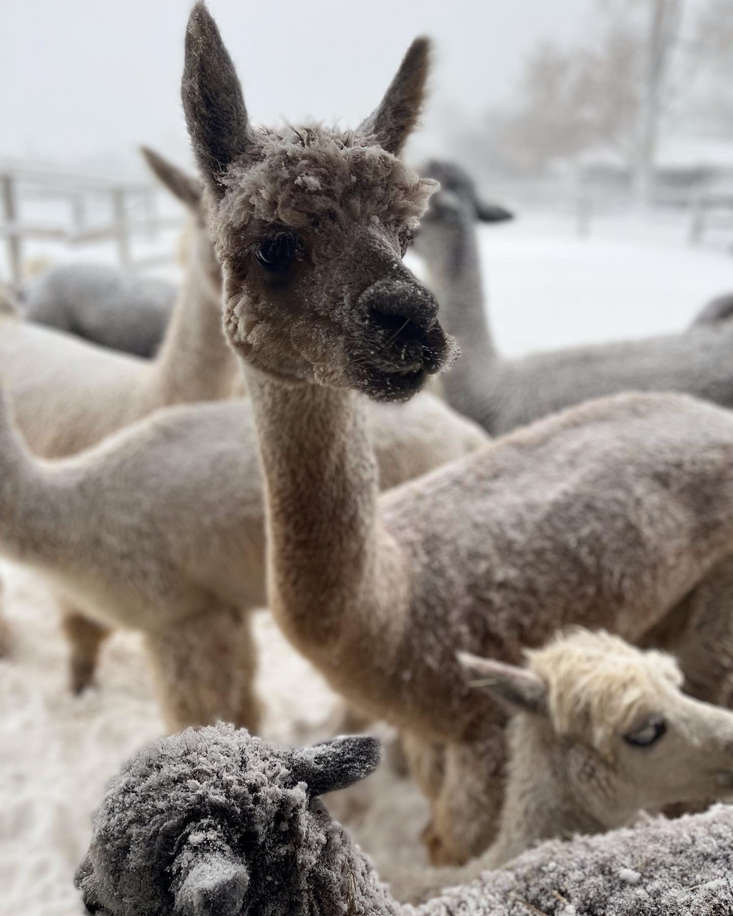 Alpaca Yarn WORSTED 3 ply natural “Dacoya” SHED Chetwyn Farms