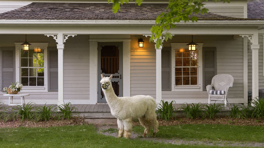 “The Cottage” - Alpaca Farm-Stay Experience. PEC ST-2019-0018