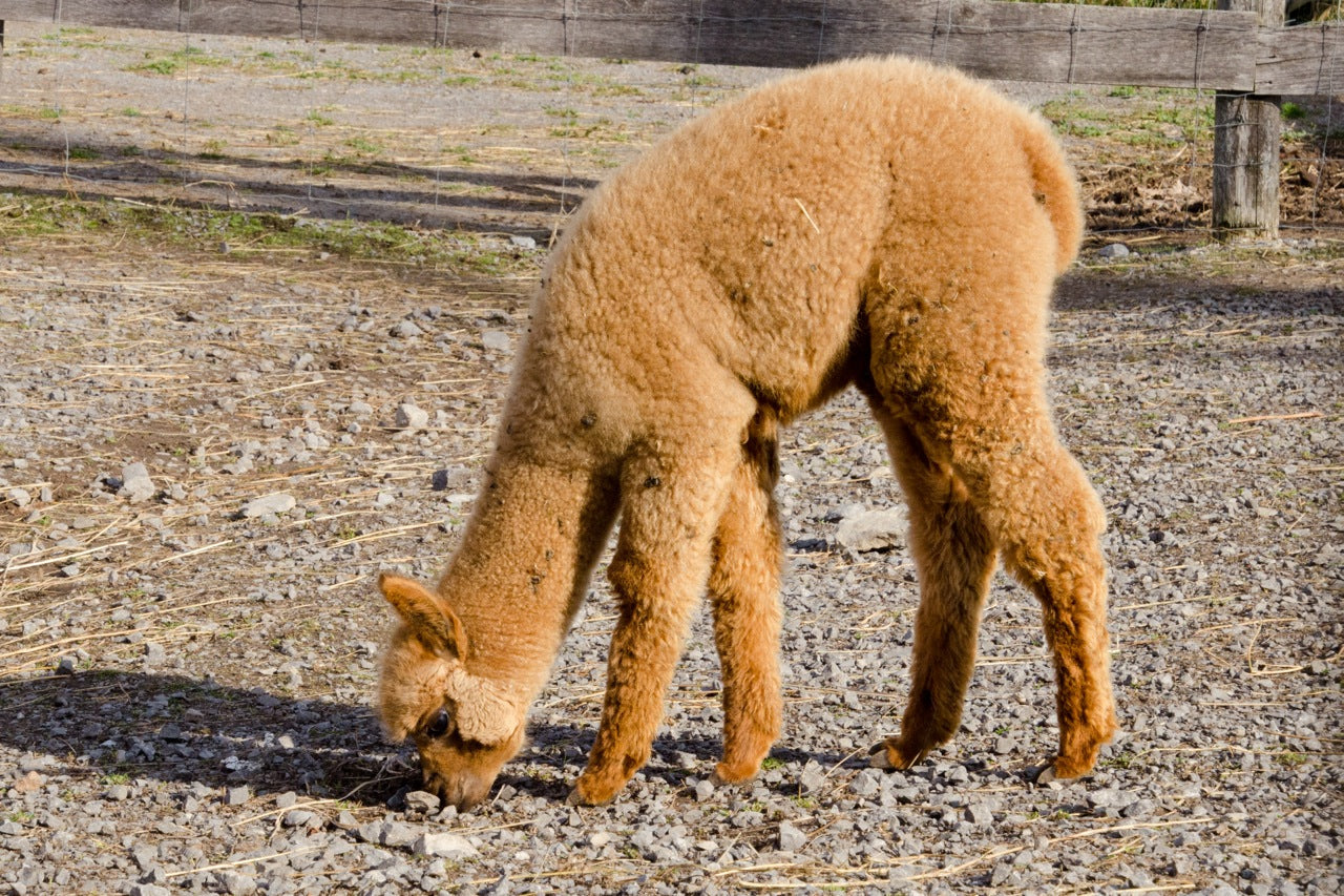 Alpaca Yarn Sport “Tofino” SHED Chetwyn Farms