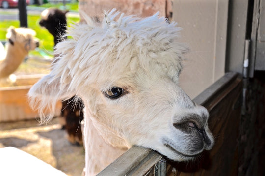 The Case For Alpaca:  The Ultimate Sustainable Material