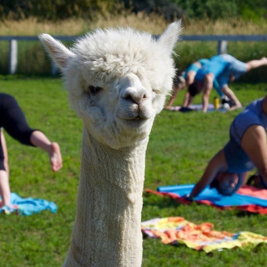 Alpaca Yoga at Chetwyn Farms