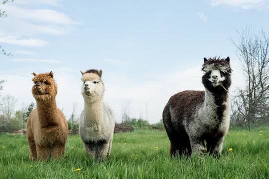 Summer on the Farm 2025
