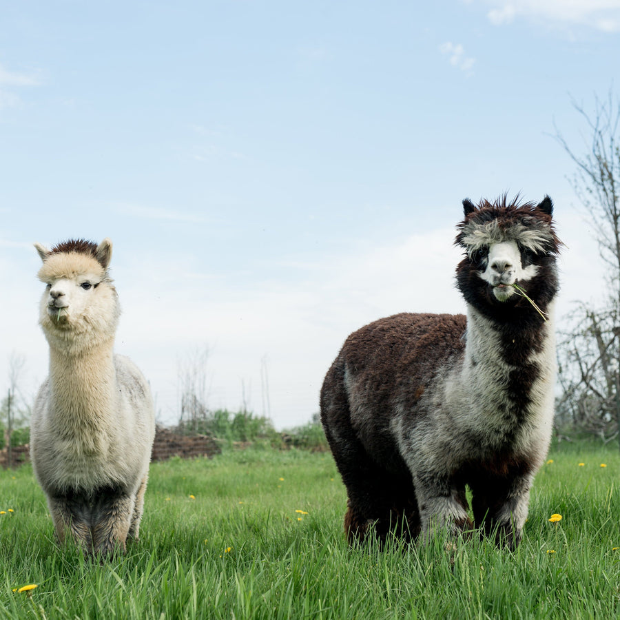 Friends of the Farm