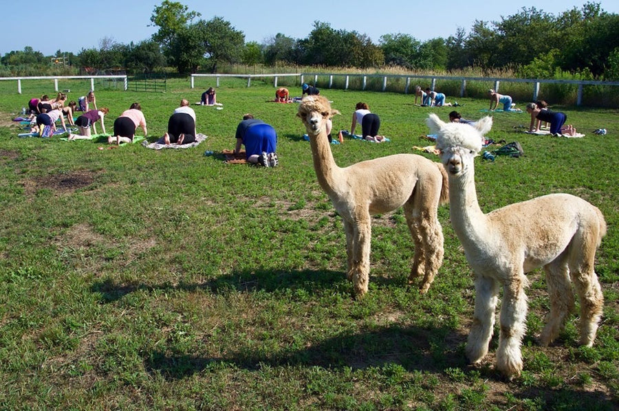 Yoga with Alpaca - SHED Chetwyn Farms
