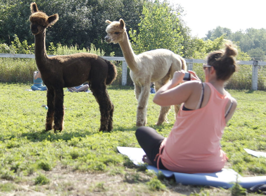 Yoga with Alpaca - SHED Chetwyn Farms
